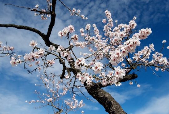 almond-blossom-boliqueime almond-blossom-boliqueime
