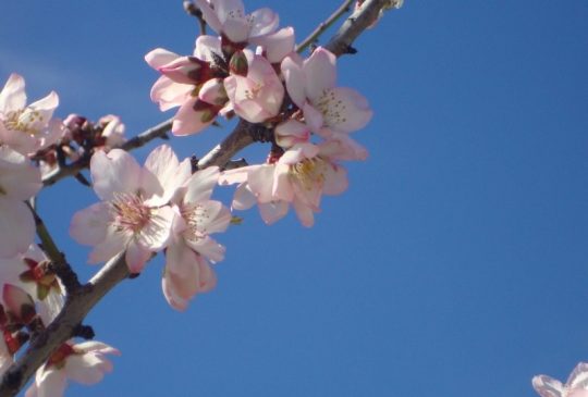 almond-blossom almond-blossom