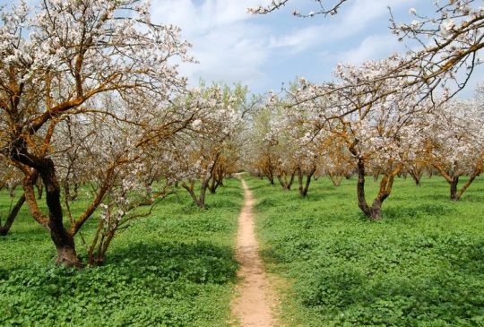 blossom-boliqueime blossom-boliqueime