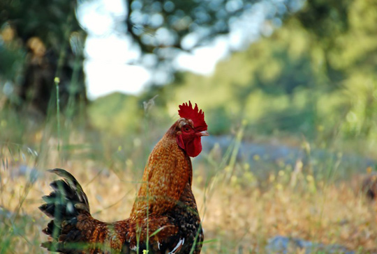 chicken chicken