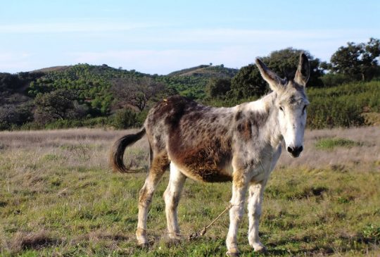 Donkey-country-life