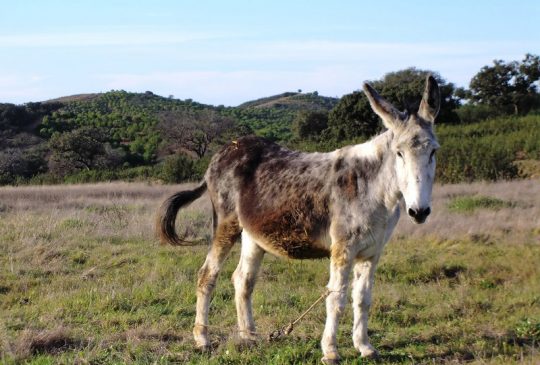 Donkey-country-life Donkey-country-life