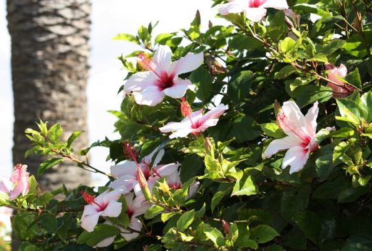 hibiscus-st-barbara hibiscus-st-barbara