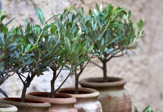 Olive-trees-in-pots- Olive-trees-in-pots-