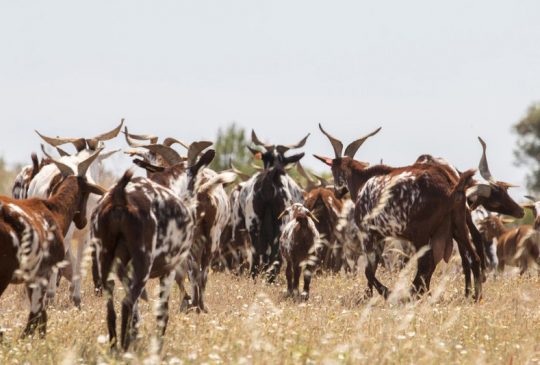 goats-country-life goats-country-life