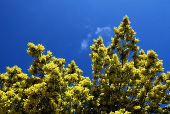 mimosa-Boliqueime mimosa-Boliqueime