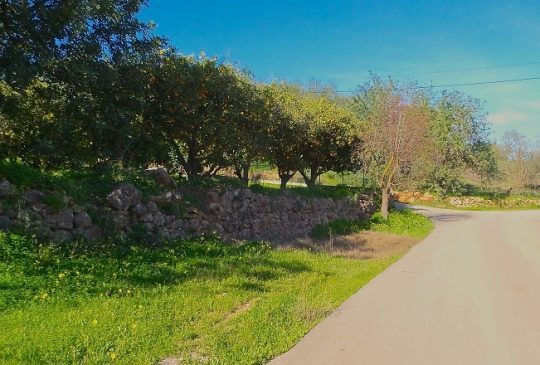 road-with-oranges road-with-oranges