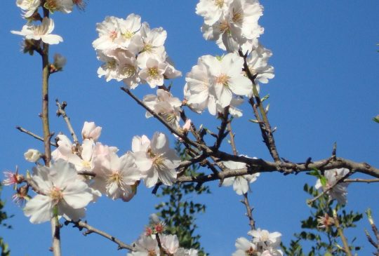 Almond Blossom Country