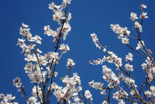 Almond-blossom-in-February