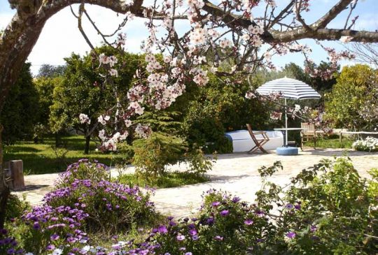 Blossom in Corotelo Blossom in Corotelo