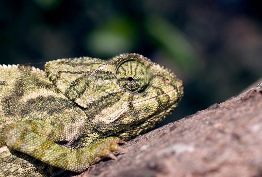 Cautious-Chameleon Cautious-Chameleon