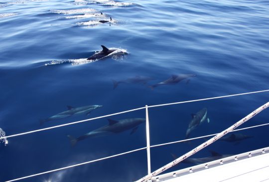 Dolphins Lagos