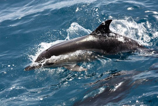 Dolphins Vilamoura