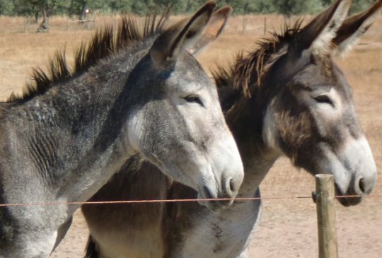 Donkeys Silves