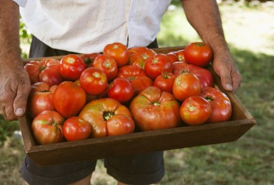 Fresh picked tomatoes Fresh picked tomatoes