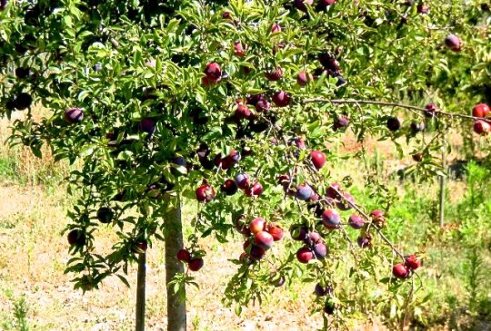 Fruittree Sao Bras de Alportel