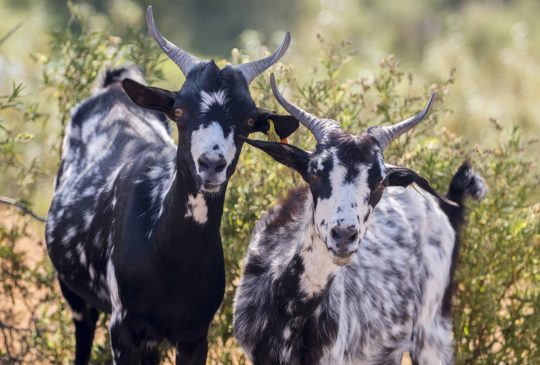 Goats-in-Loule Goats-in-Loule