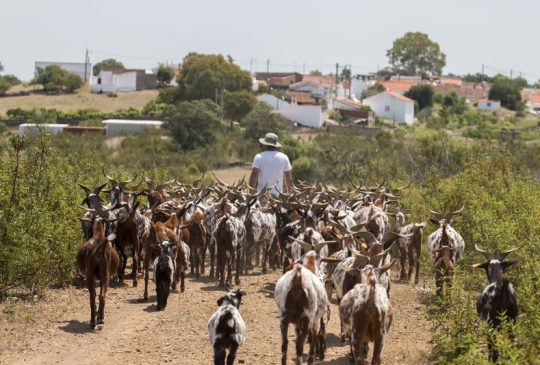 Goats to village