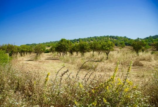 going-out-faro-towards-rural-algarve