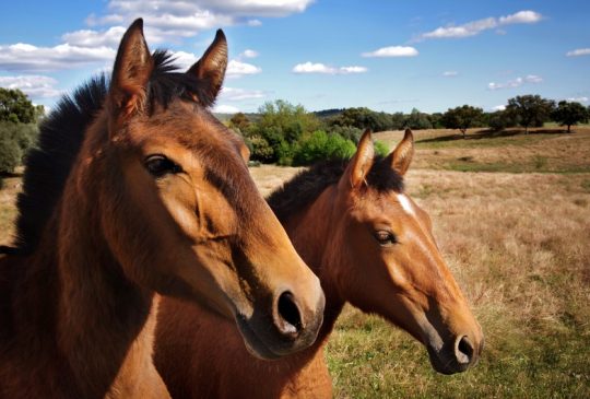 Keeping Horses