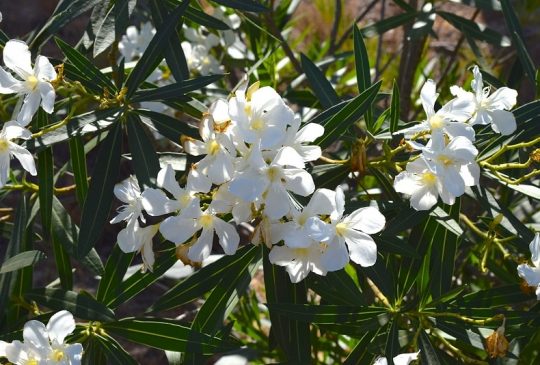 oleander-santa-barbara