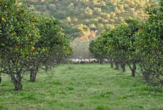 Oranges and sheep