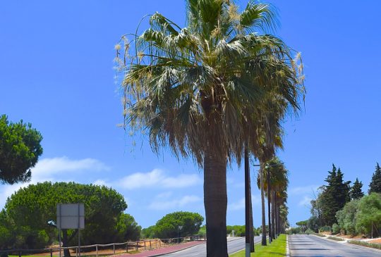 Palm-street Palm-street