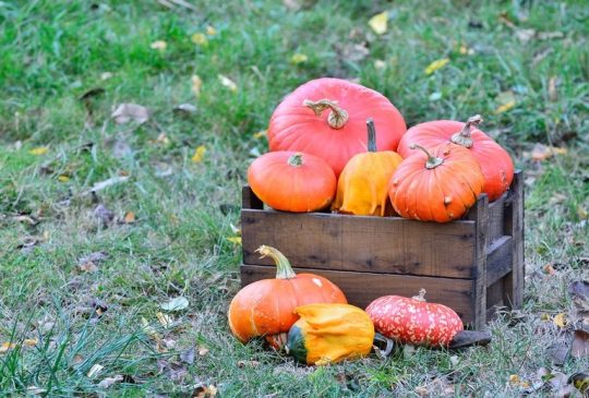 Pumpkins Countrylife