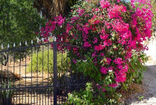 bougainvilla bougainvilla
