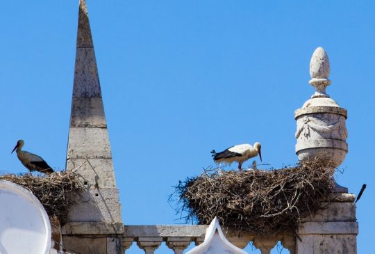 cegonha em Faro