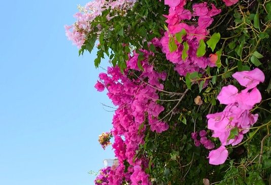 flowers-carvoeiro