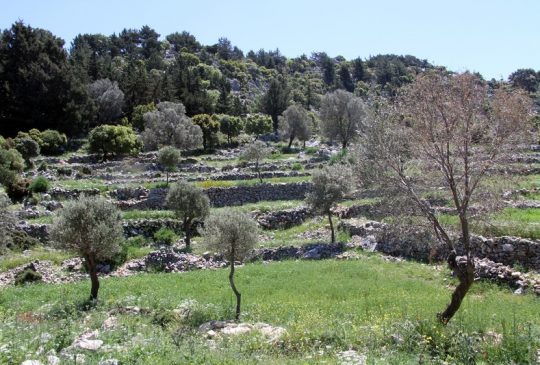 nature olive trees nature olive trees