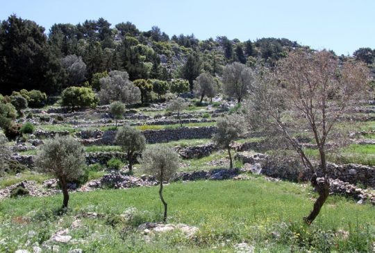 nature olive trees