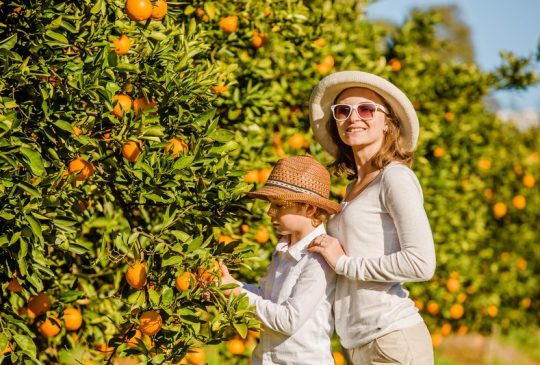 orange picking