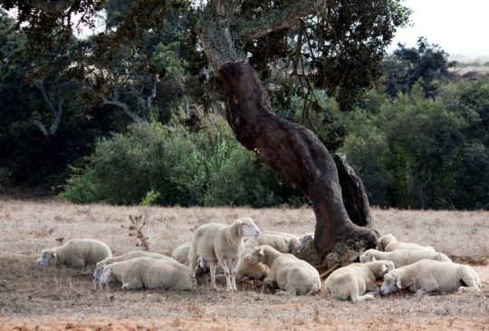 sheep under carob tree