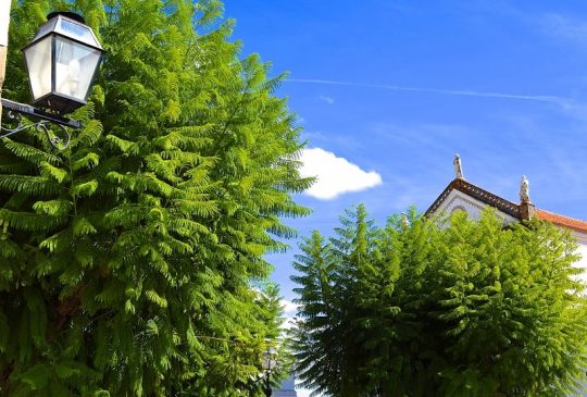 trees trees